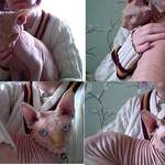 bernard - wizard cat collar