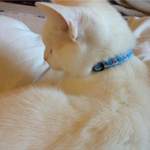moriarty - frosty snowman cat collar